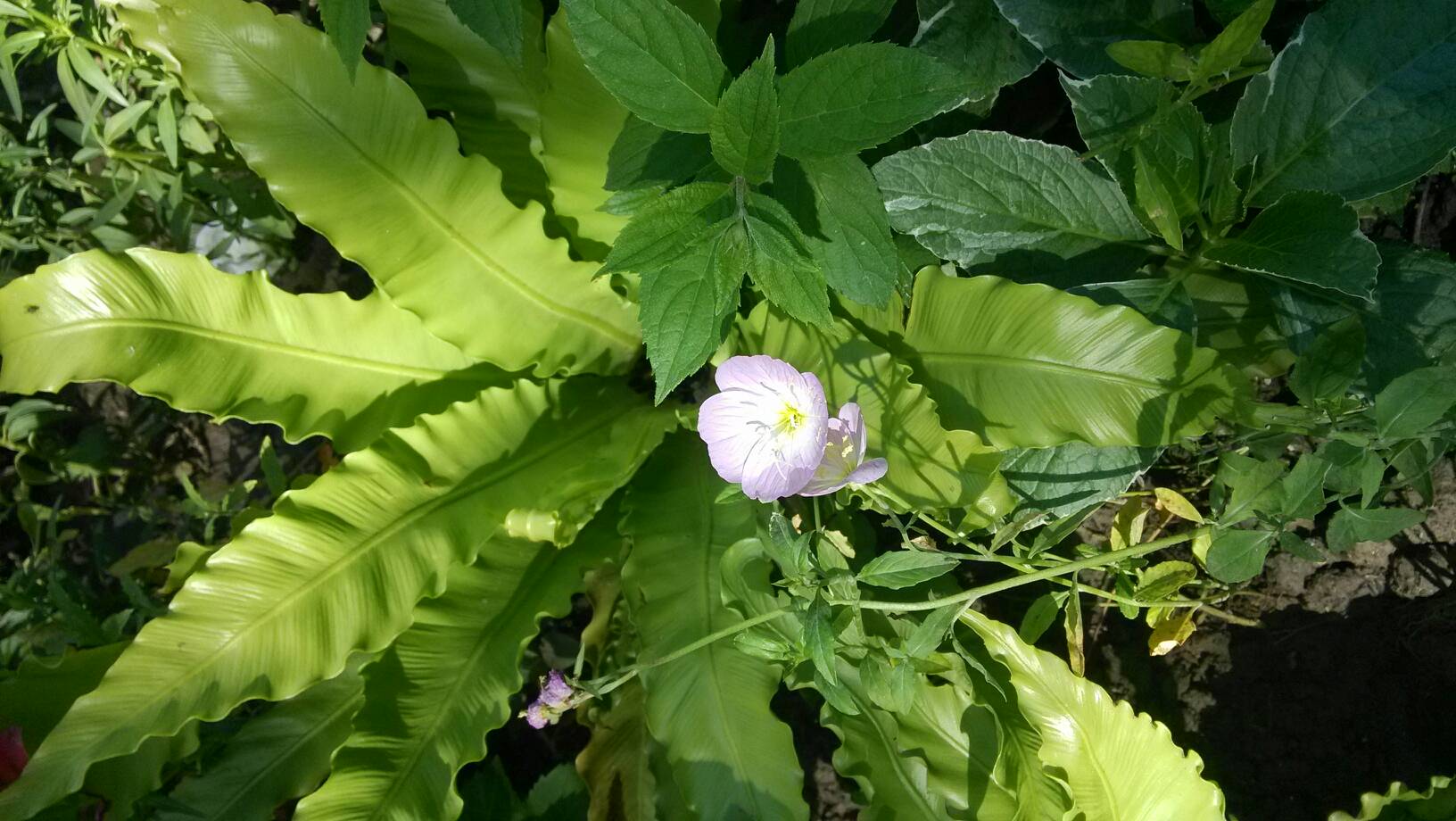 国产女女精品视频久热视频